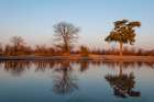 Trees casting reflections in the Khwai River at sunset Khwai River-Okavango Delta-Botswana Art Print